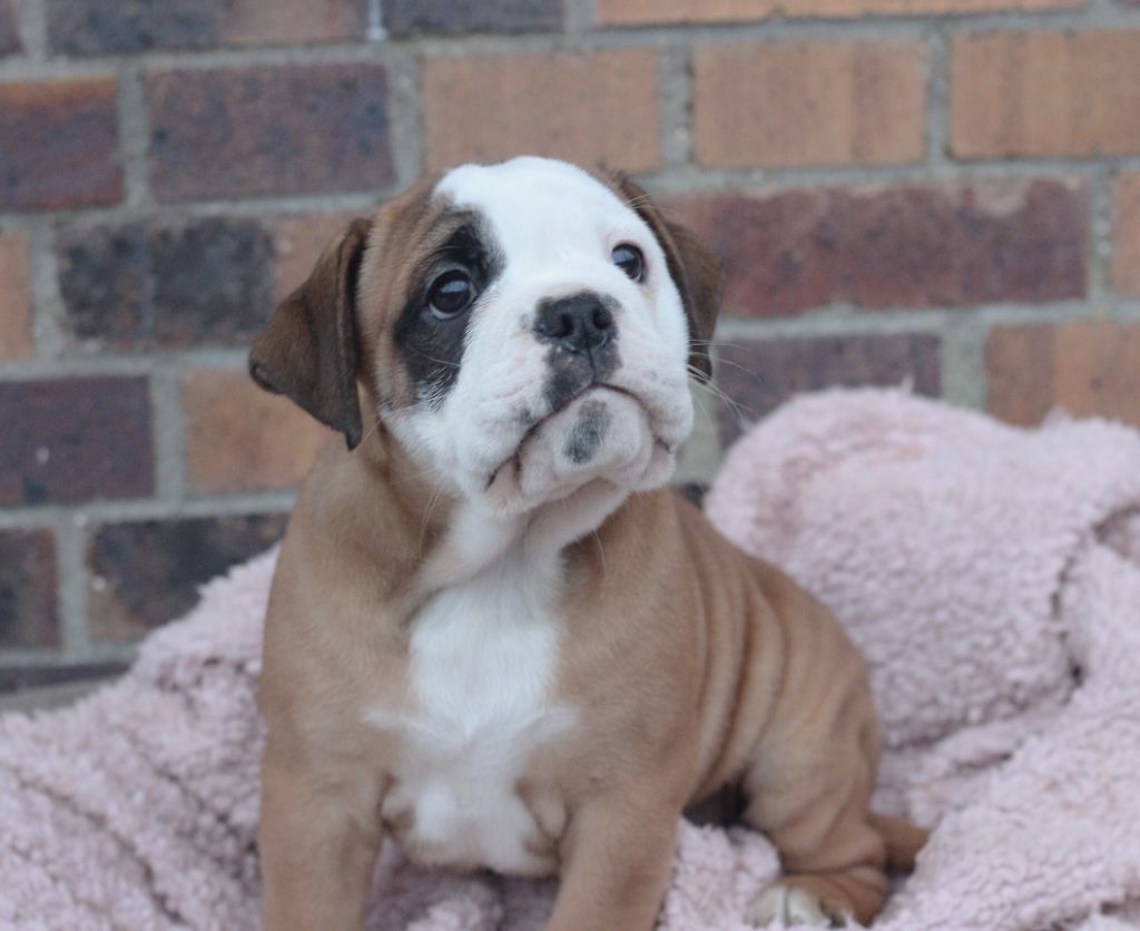 des Chtis Contis - Chiot disponible  - Bulldog continental