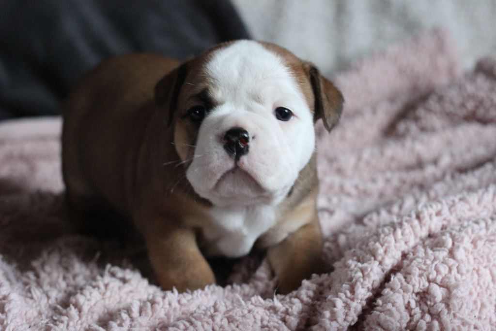 des Chtis Contis - Chiot disponible  - Bulldog continental