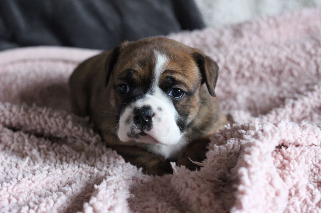 des Chtis Contis - Chiot disponible  - Bulldog continental