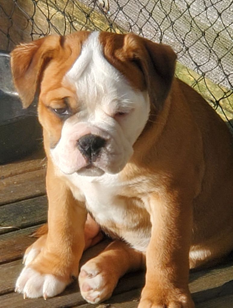 des Chtis Contis - Chiot disponible  - Bulldog continental