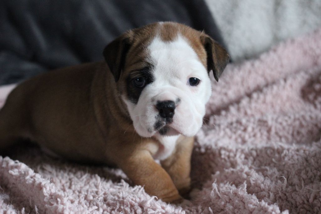 des Chtis Contis - Chiot disponible  - Bulldog continental