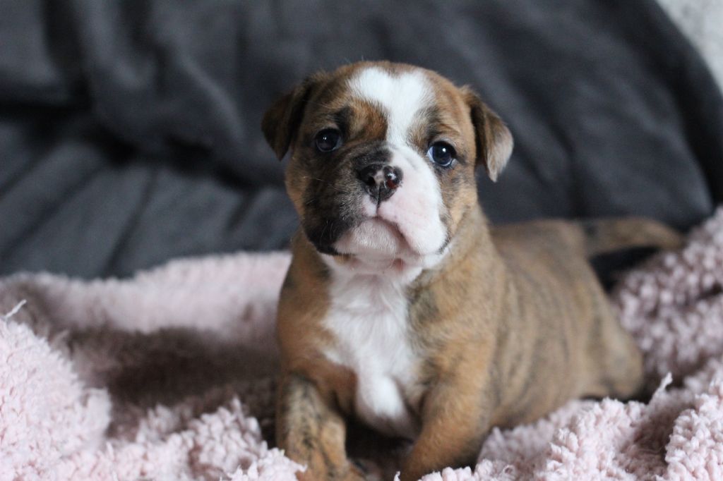 des Chtis Contis - Chiot disponible  - Bulldog continental