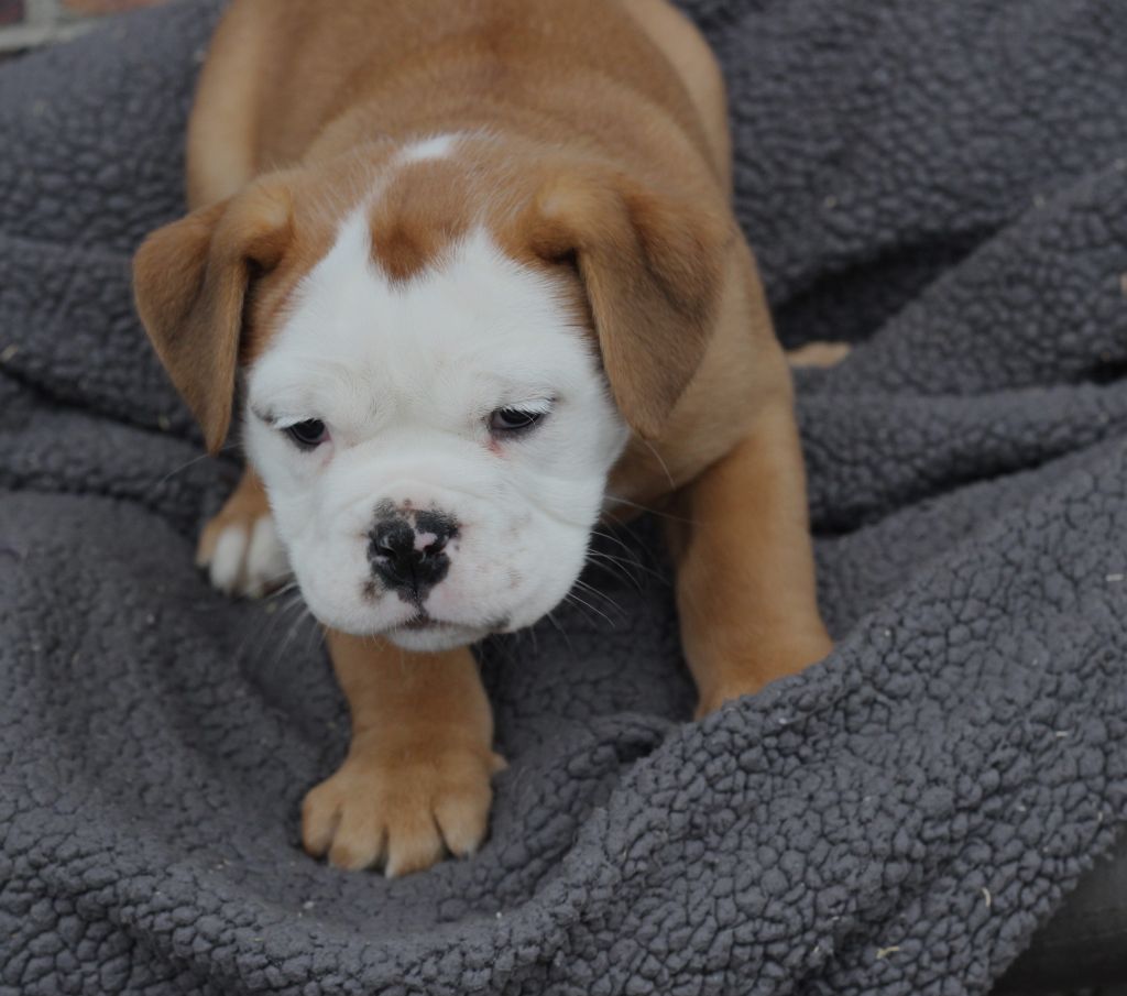 des Chtis Contis - Chiot disponible  - Bulldog continental