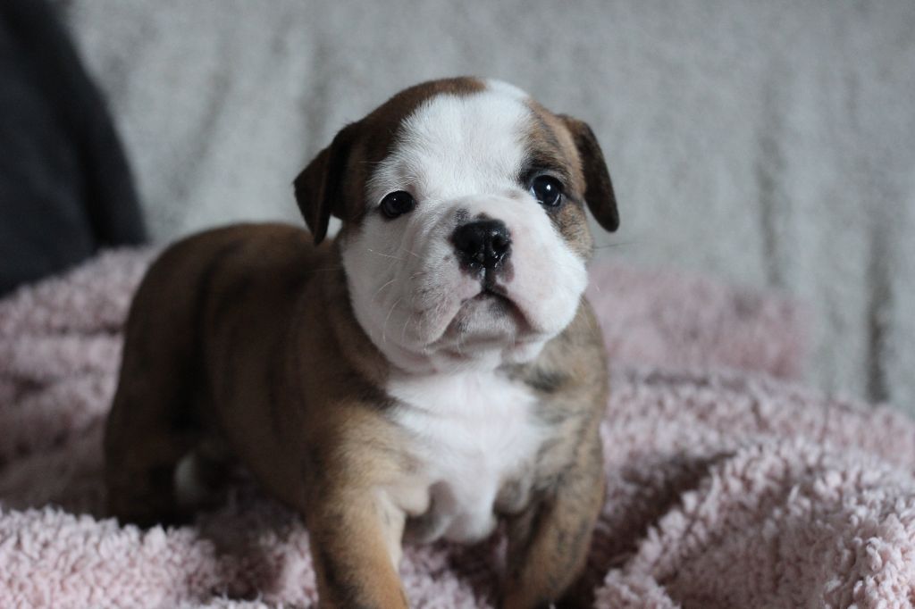 des Chtis Contis - Chiot disponible  - Bulldog continental