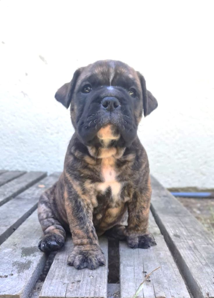 des Chtis Contis - Bulldog continental - Portée née le 09/06/2025