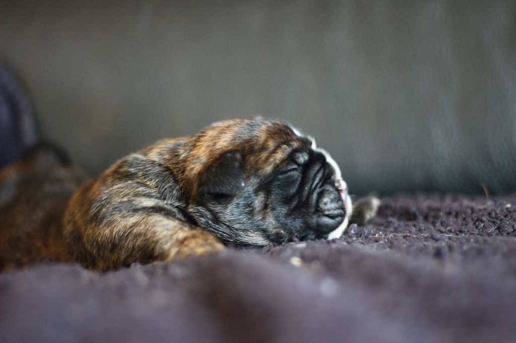 des Chtis Contis - Chiots disponibles - Bulldog continental