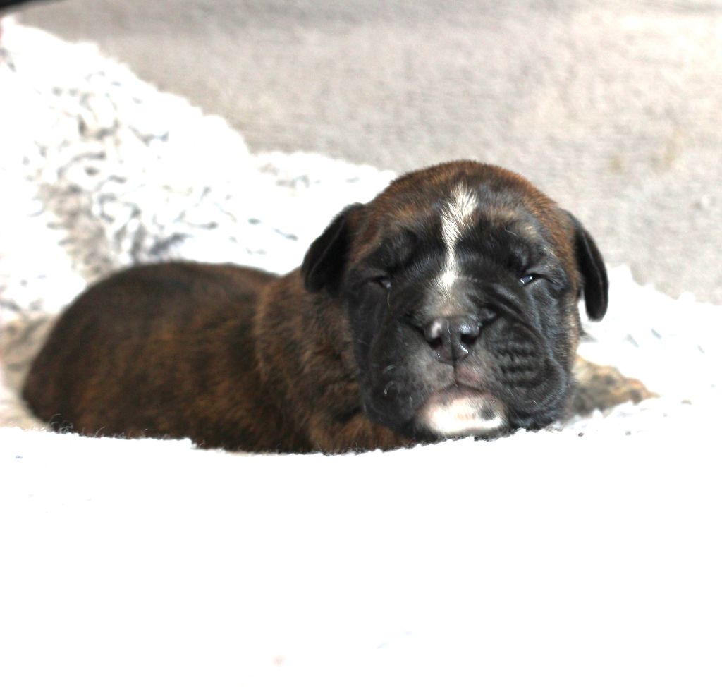 des Chtis Contis - Chiots disponibles - Bulldog continental