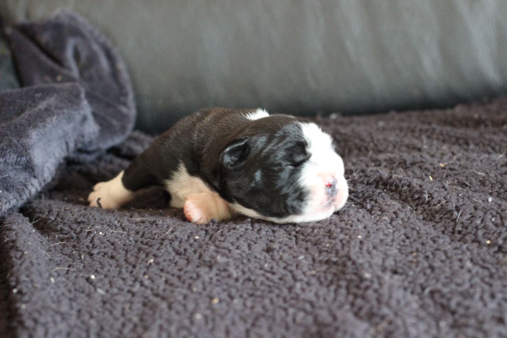 des Chtis Contis - Chiots disponibles - Bulldog continental