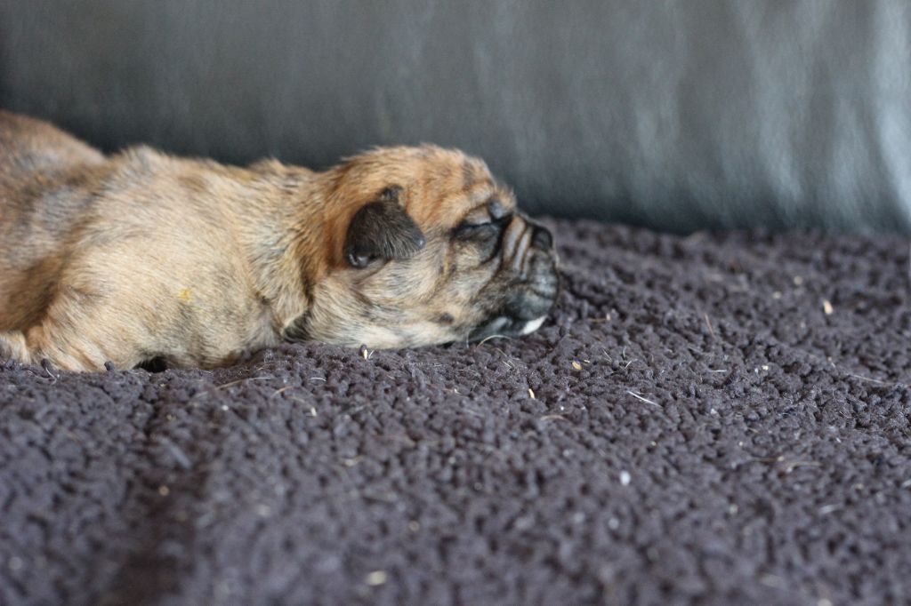 des Chtis Contis - Chiots disponibles - Bulldog continental