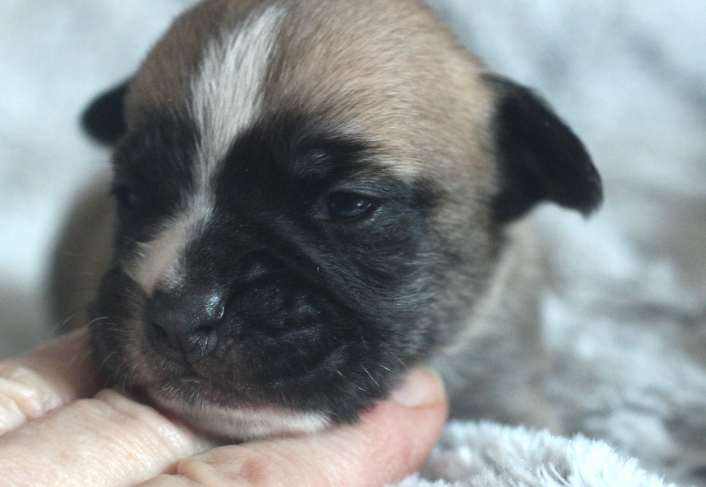 des Chtis Contis - Chiots disponibles - Bulldog continental