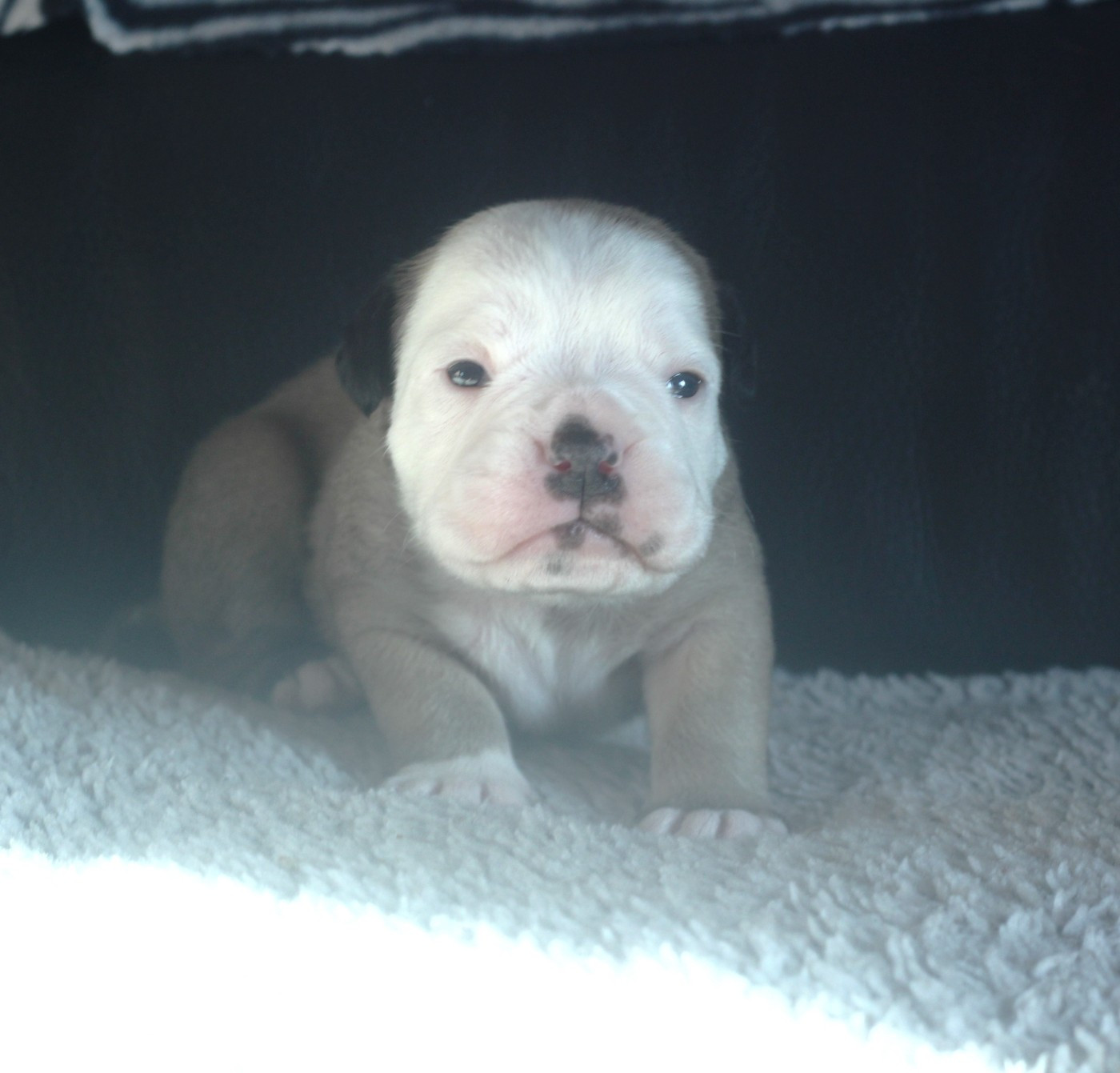 des Chtis Contis - Chiots disponibles - Bulldog continental