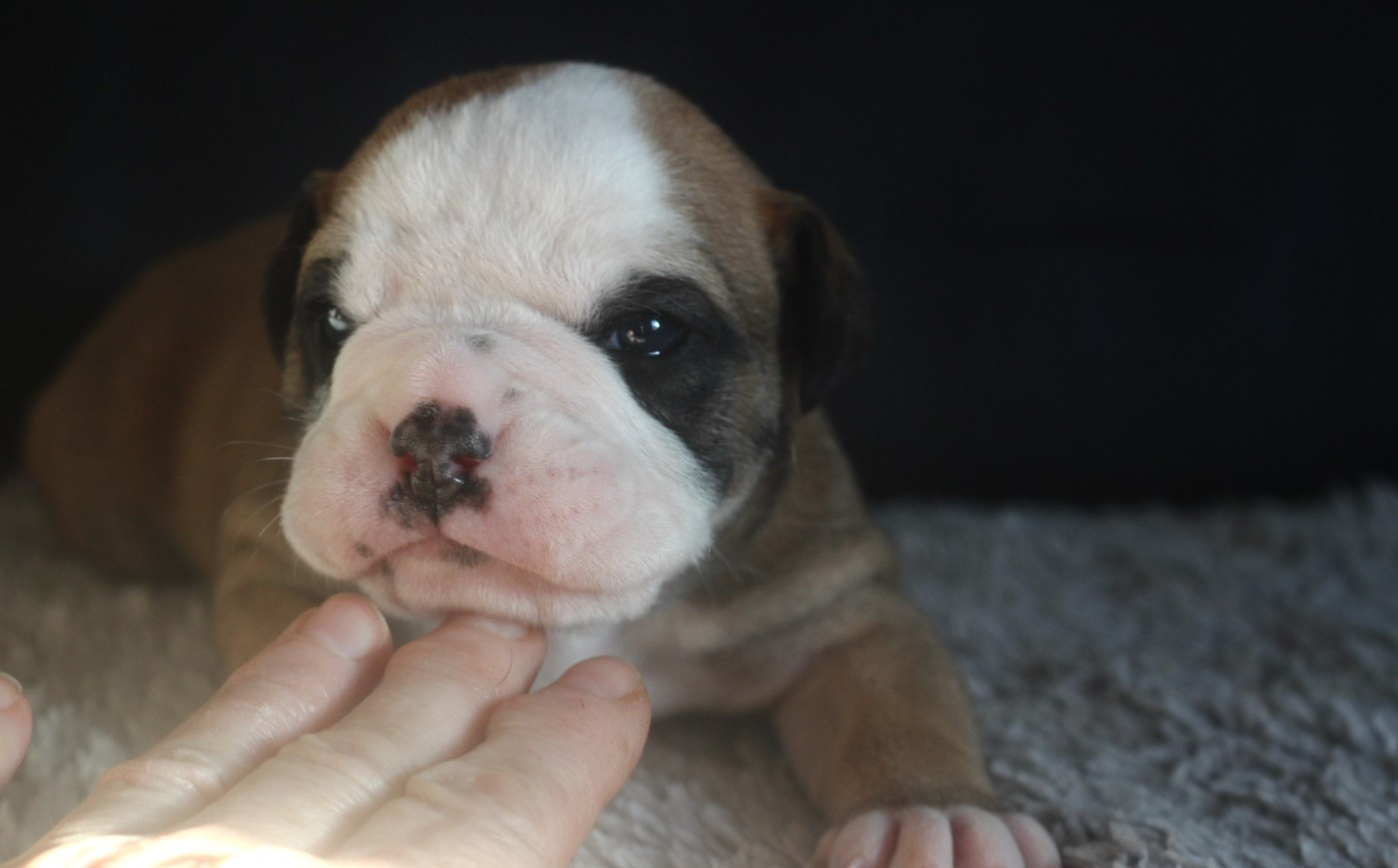 des Chtis Contis - Chiots disponibles - Bulldog continental