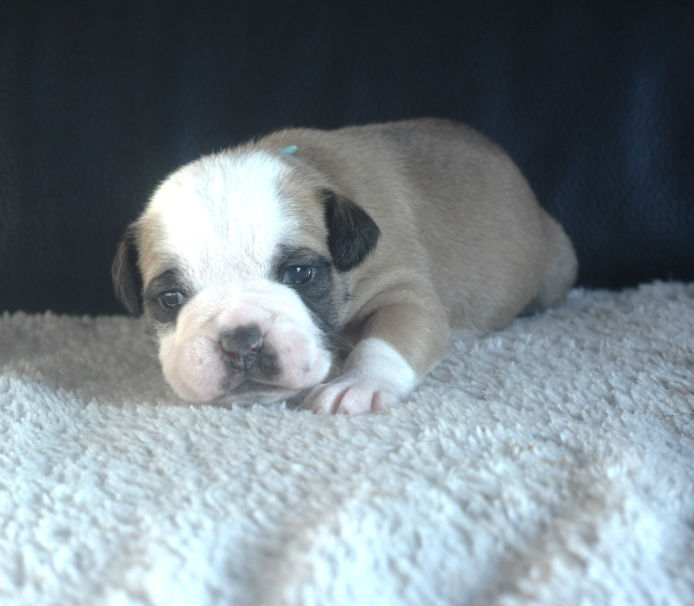 des Chtis Contis - Chiots disponibles - Bulldog continental