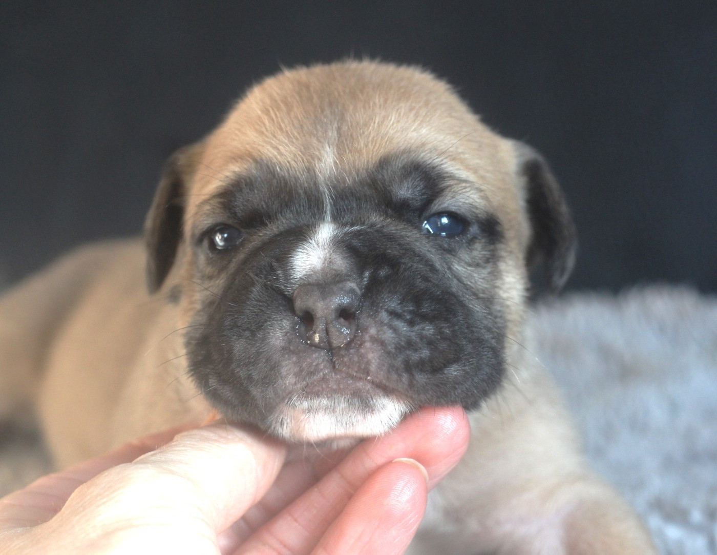 des Chtis Contis - Chiots disponibles - Bulldog continental
