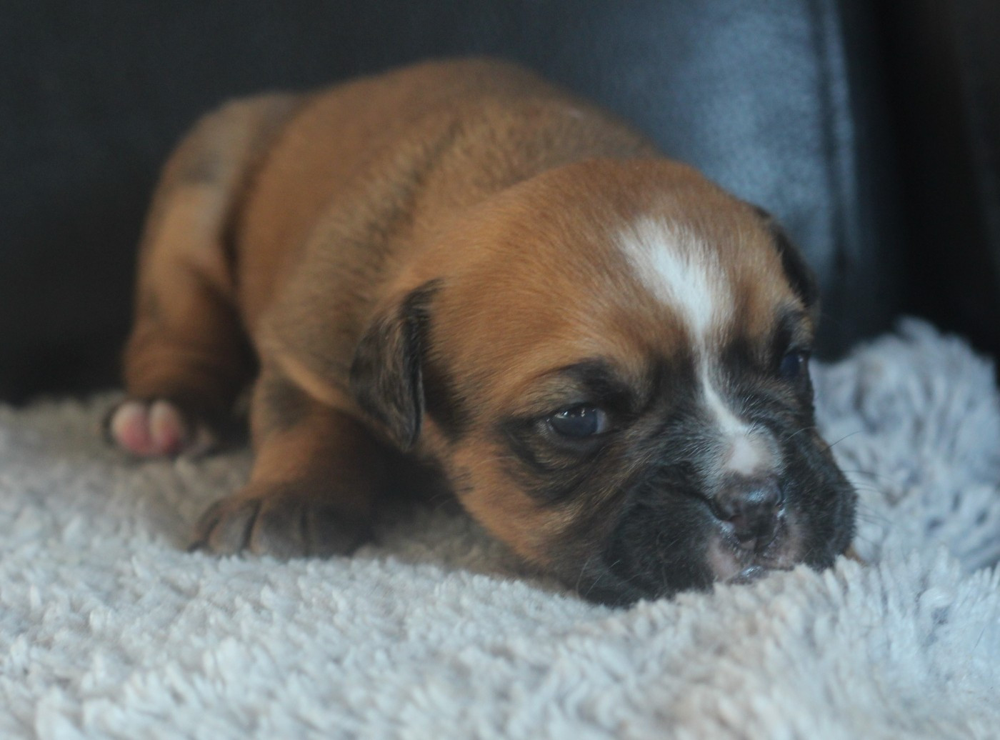 des Chtis Contis - Chiots disponibles - Bulldog continental