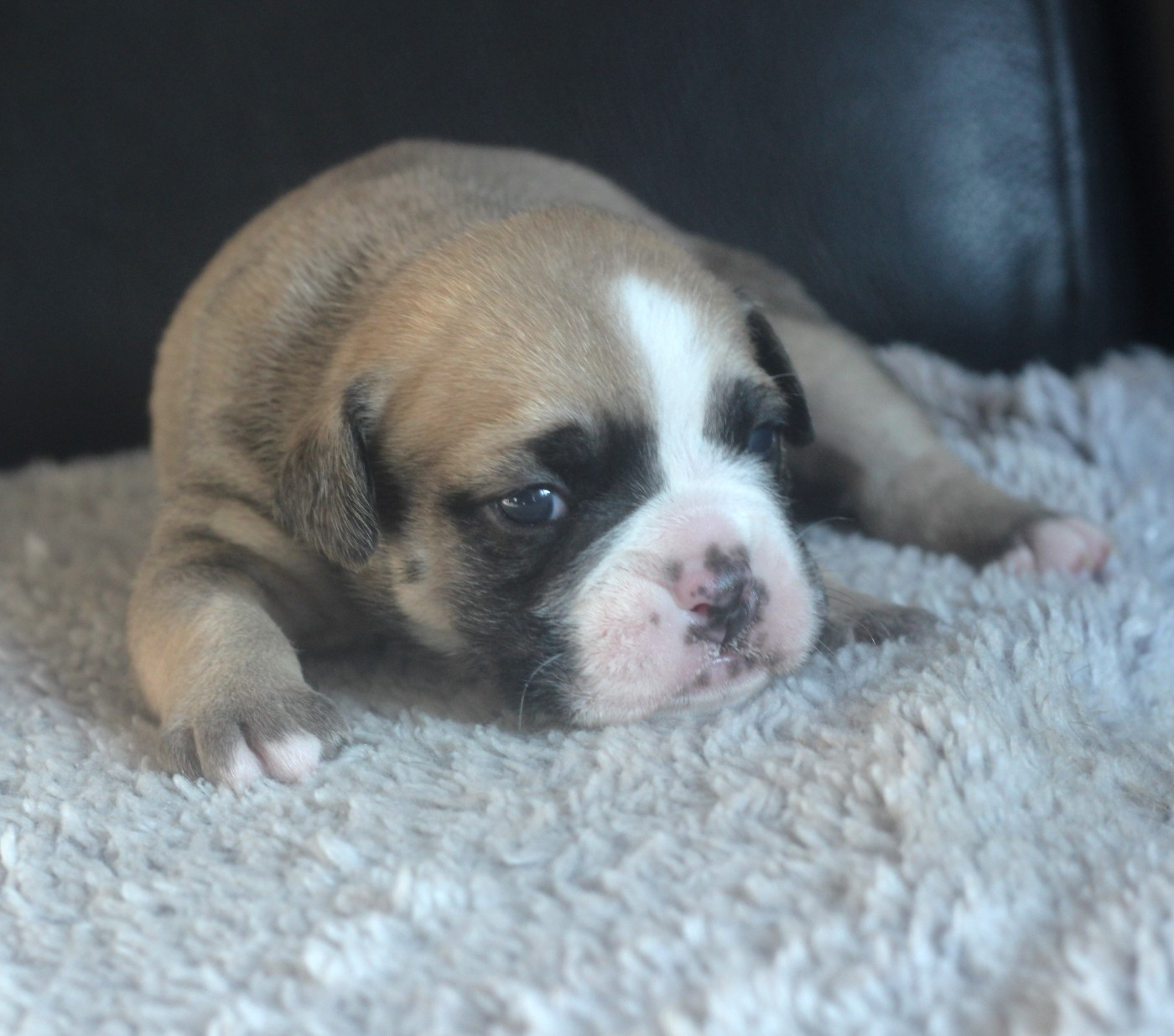 des Chtis Contis - Chiots disponibles - Bulldog continental