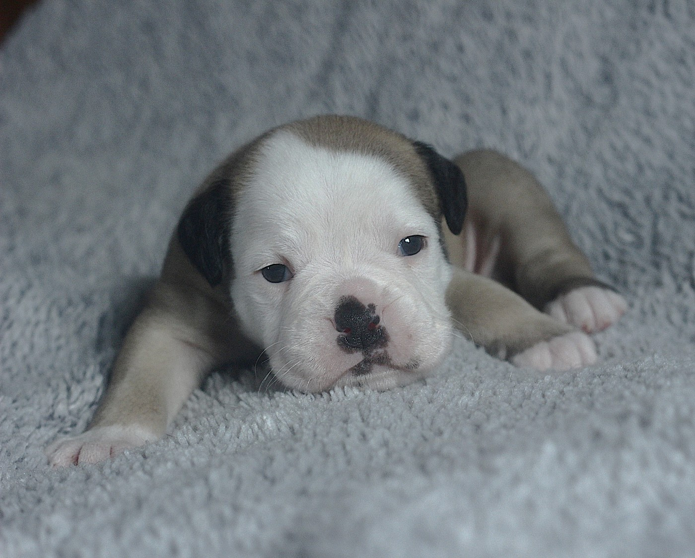 des Chtis Contis - Chiots disponibles - Bulldog continental