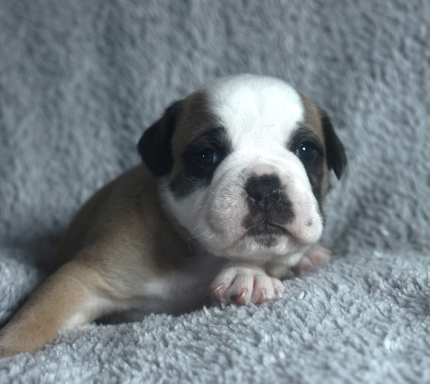 des Chtis Contis - Chiots disponibles - Bulldog continental