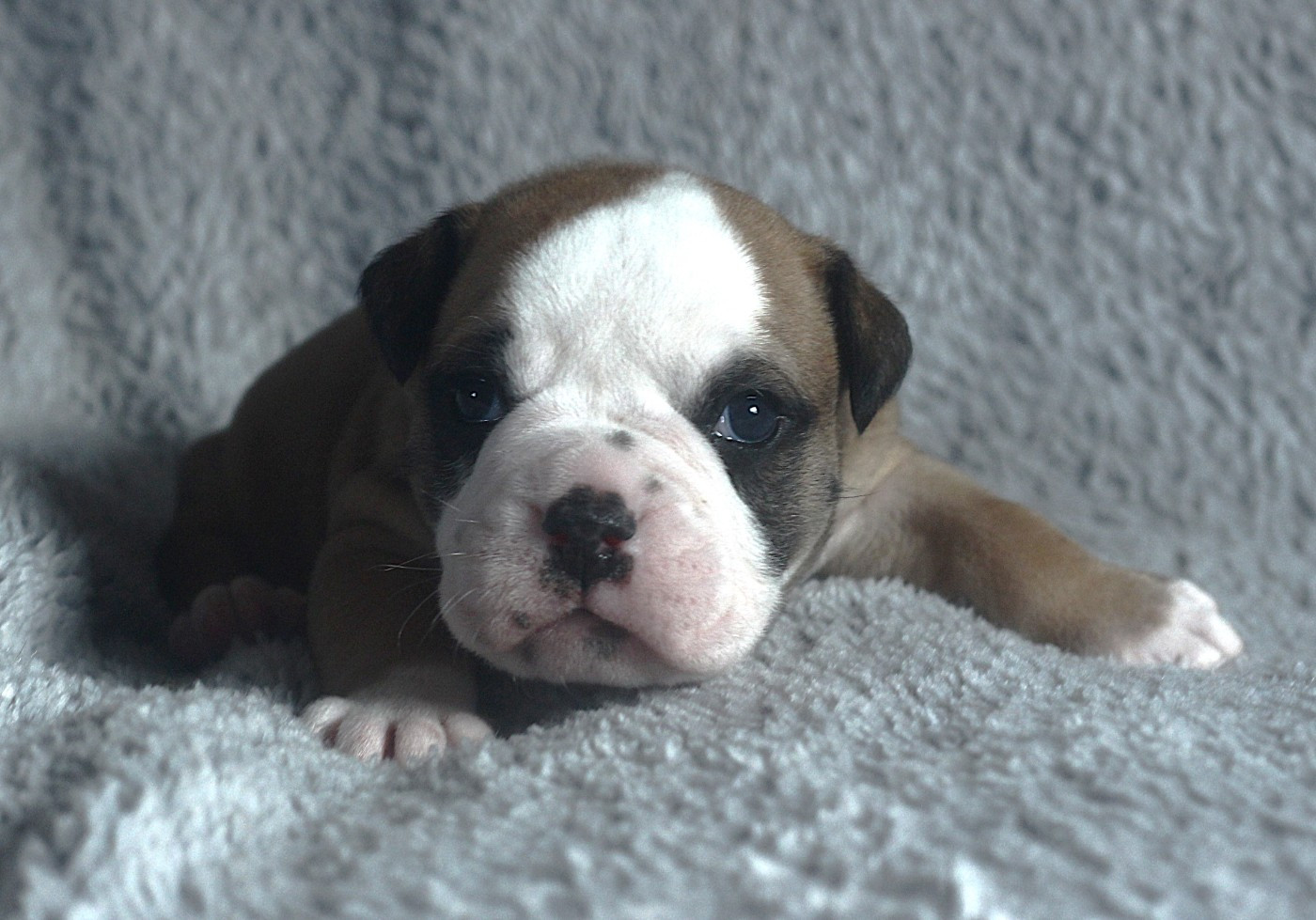 des Chtis Contis - Chiots disponibles - Bulldog continental