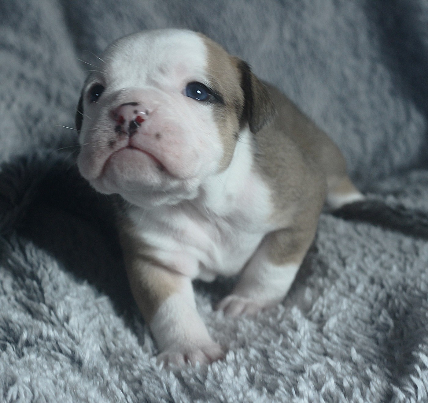 des Chtis Contis - Chiots disponibles - Bulldog continental