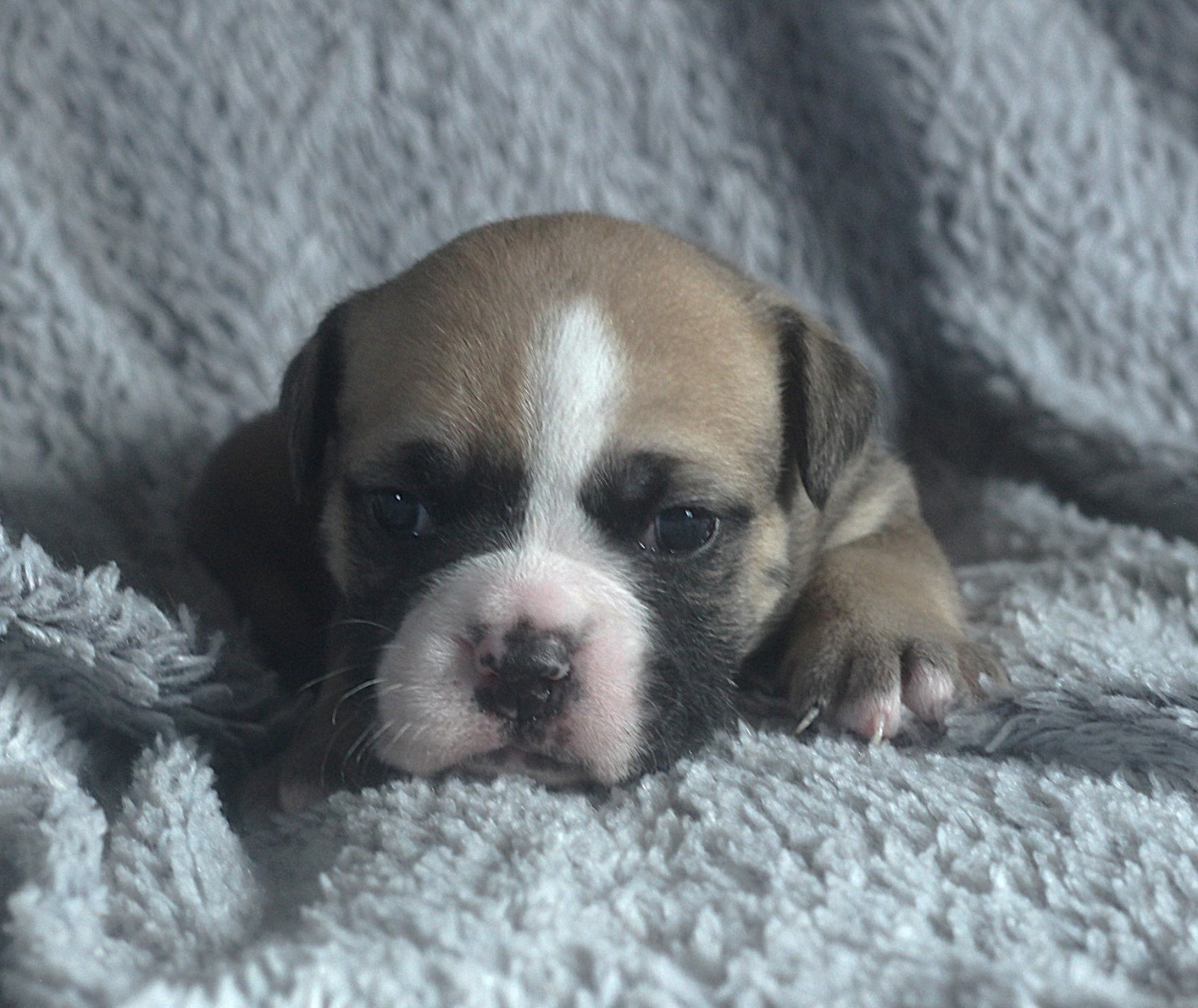 des Chtis Contis - Chiots disponibles - Bulldog continental