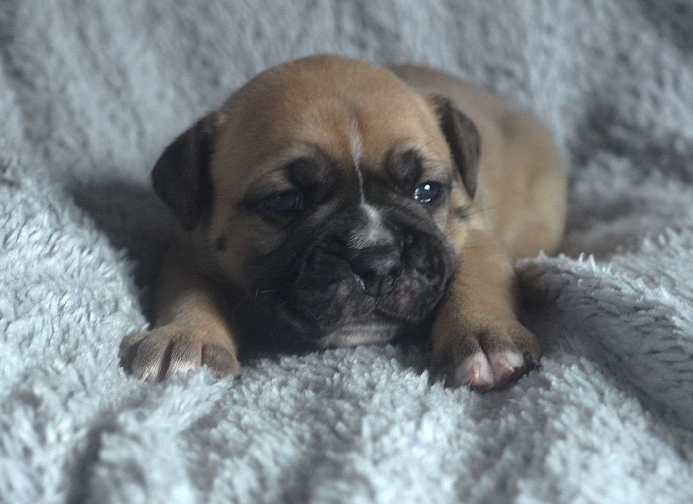 des Chtis Contis - Chiots disponibles - Bulldog continental