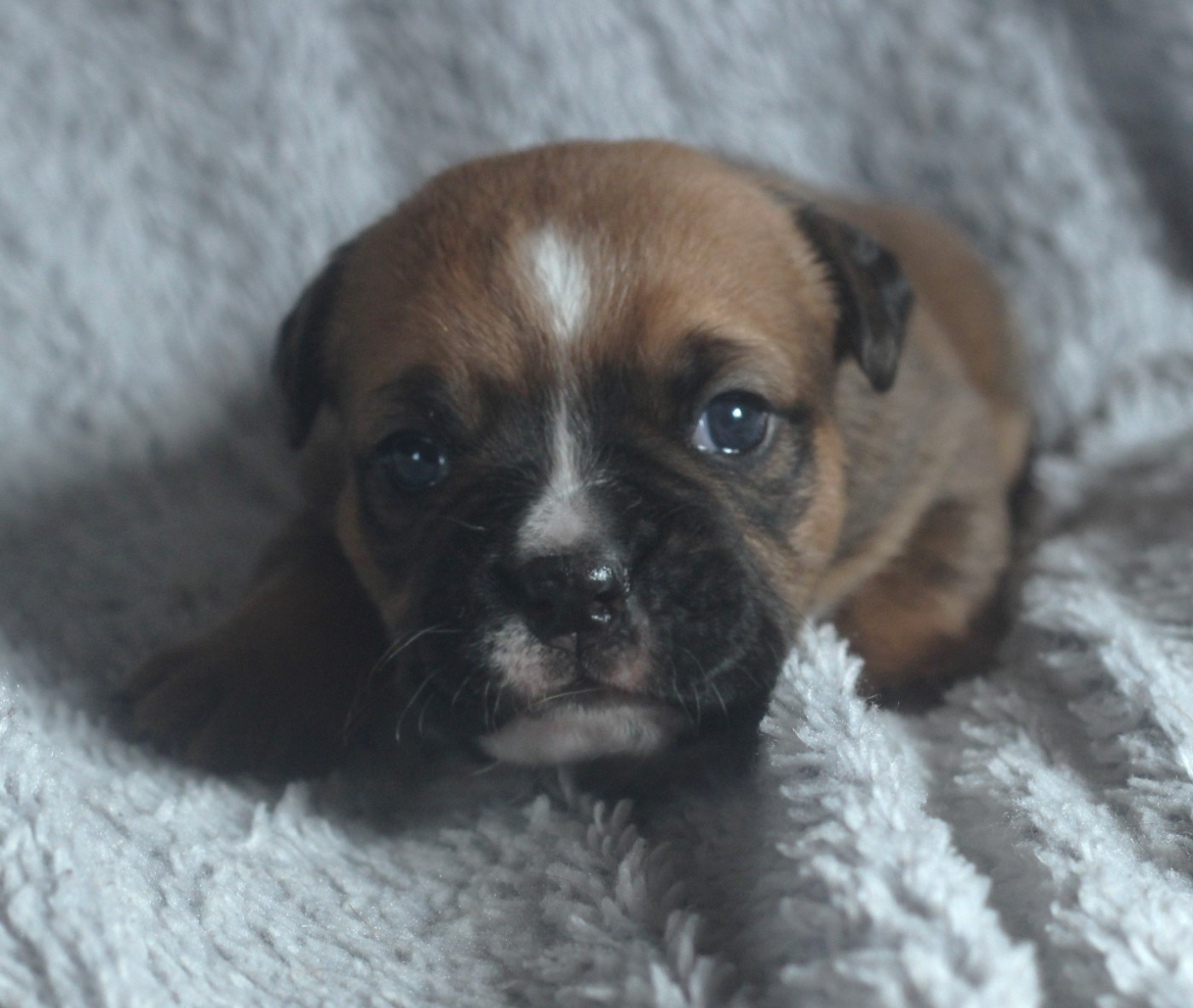 des Chtis Contis - Chiots disponibles - Bulldog continental