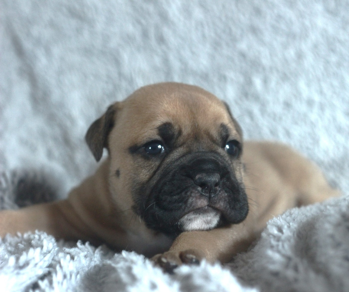 des Chtis Contis - Chiots disponibles - Bulldog continental