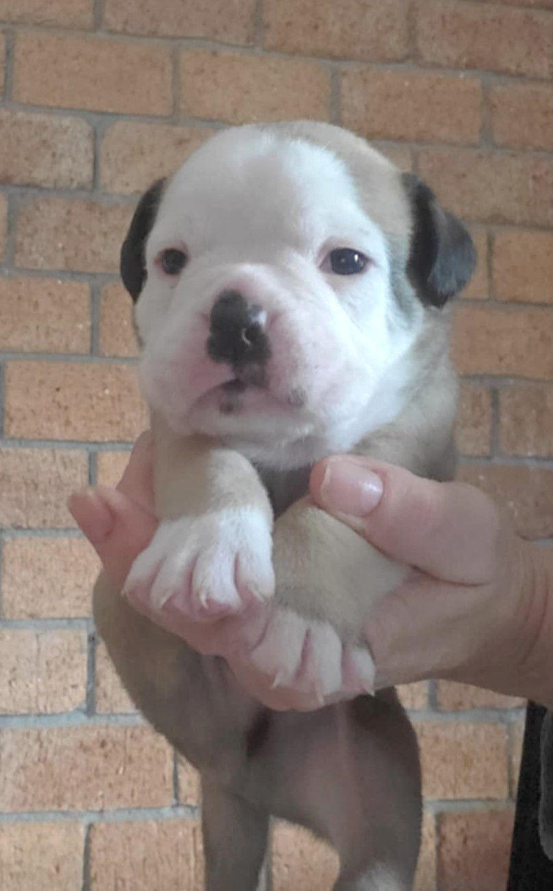 des Chtis Contis - Chiots disponibles - Bulldog continental