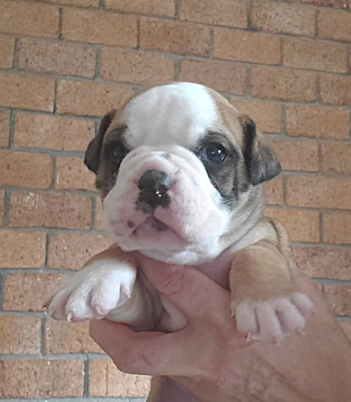 des Chtis Contis - Chiots disponibles - Bulldog continental
