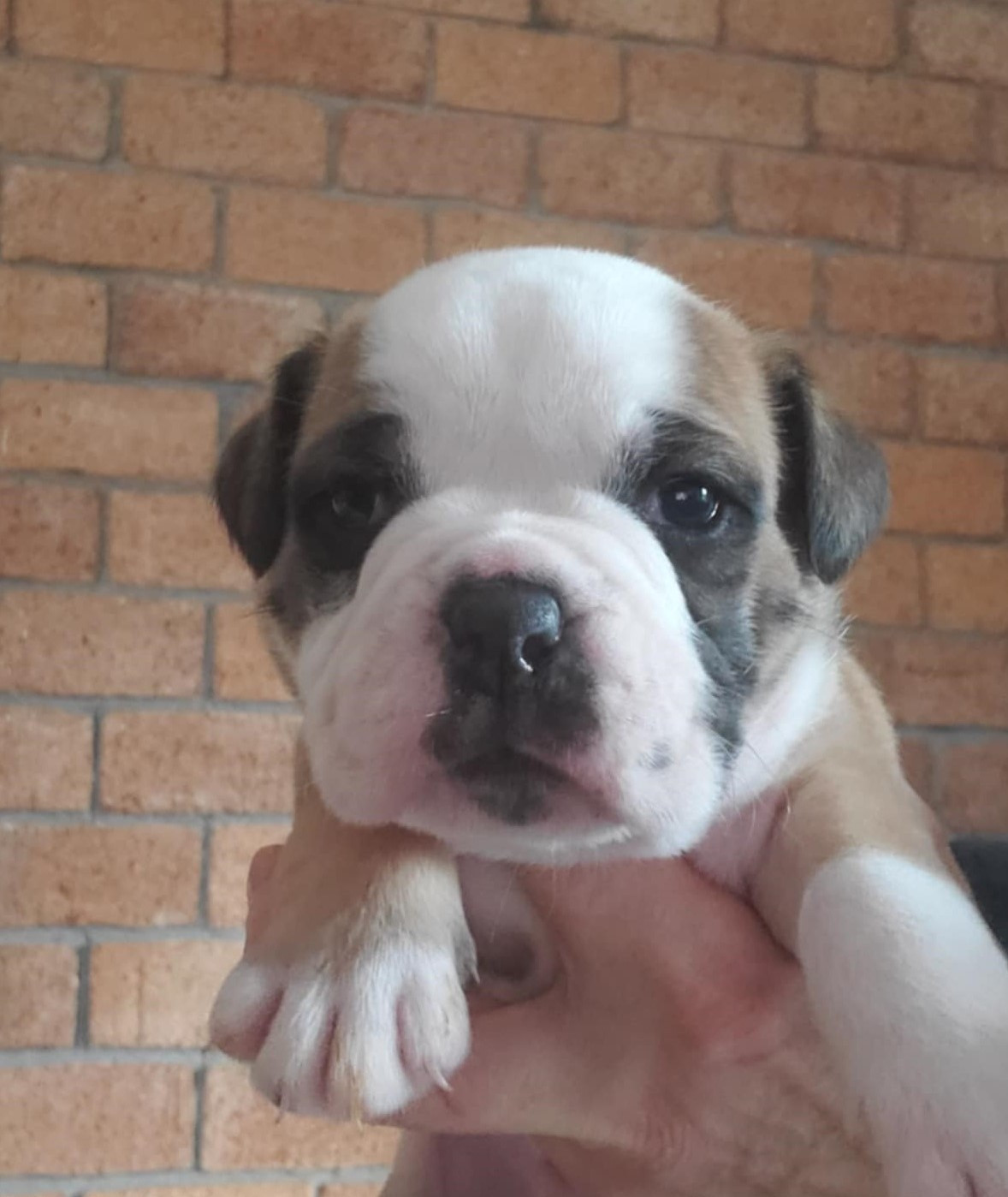 des Chtis Contis - Chiots disponibles - Bulldog continental