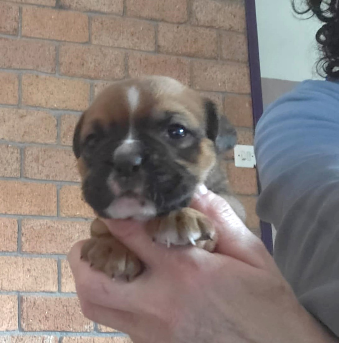 des Chtis Contis - Chiots disponibles - Bulldog continental