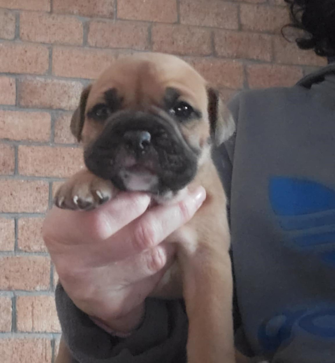 des Chtis Contis - Chiots disponibles - Bulldog continental