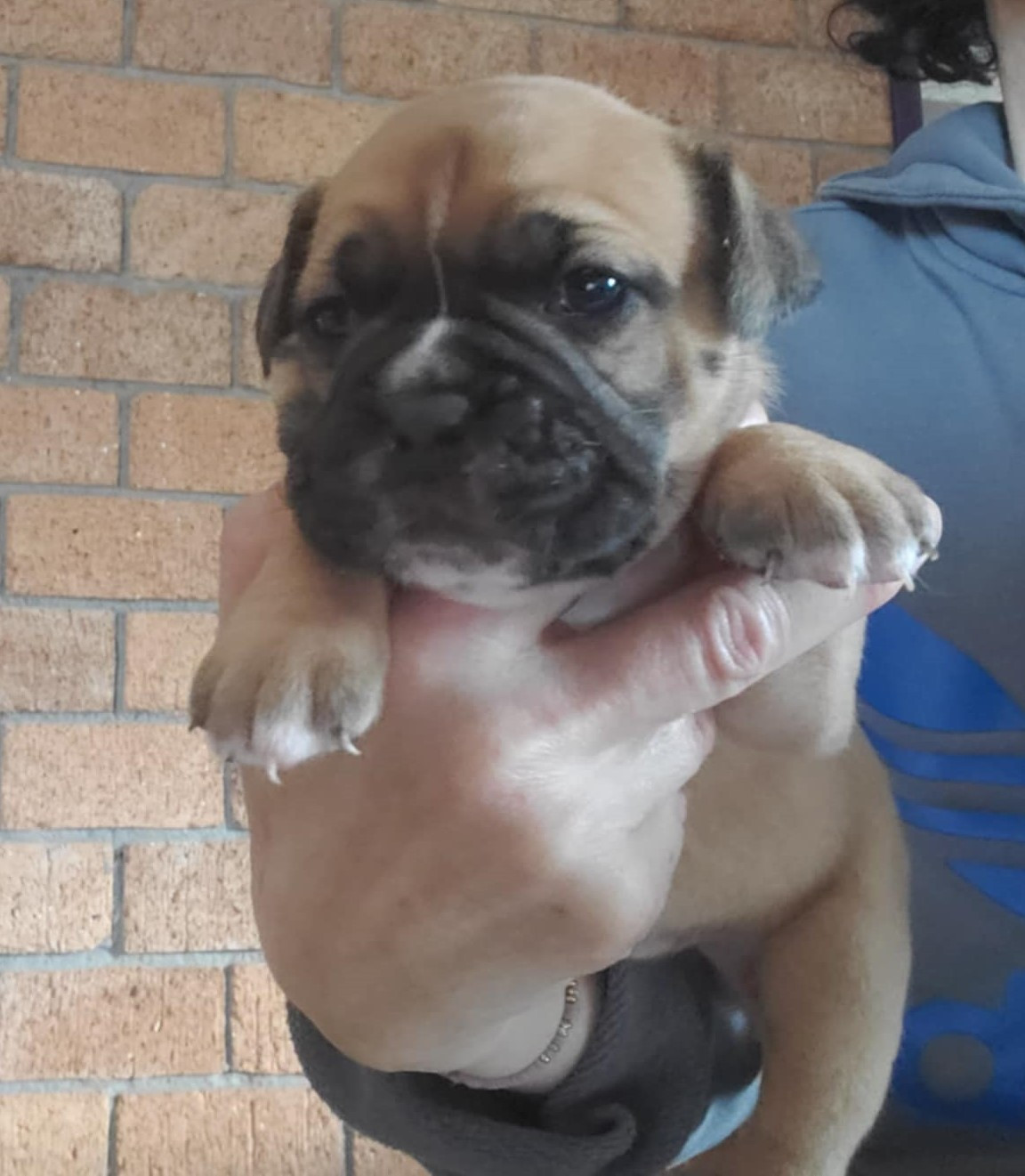 des Chtis Contis - Chiots disponibles - Bulldog continental