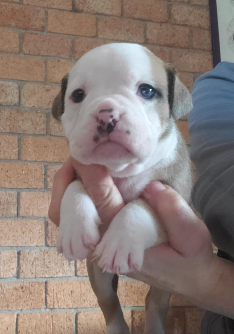 des Chtis Contis - Chiots disponibles - Bulldog continental