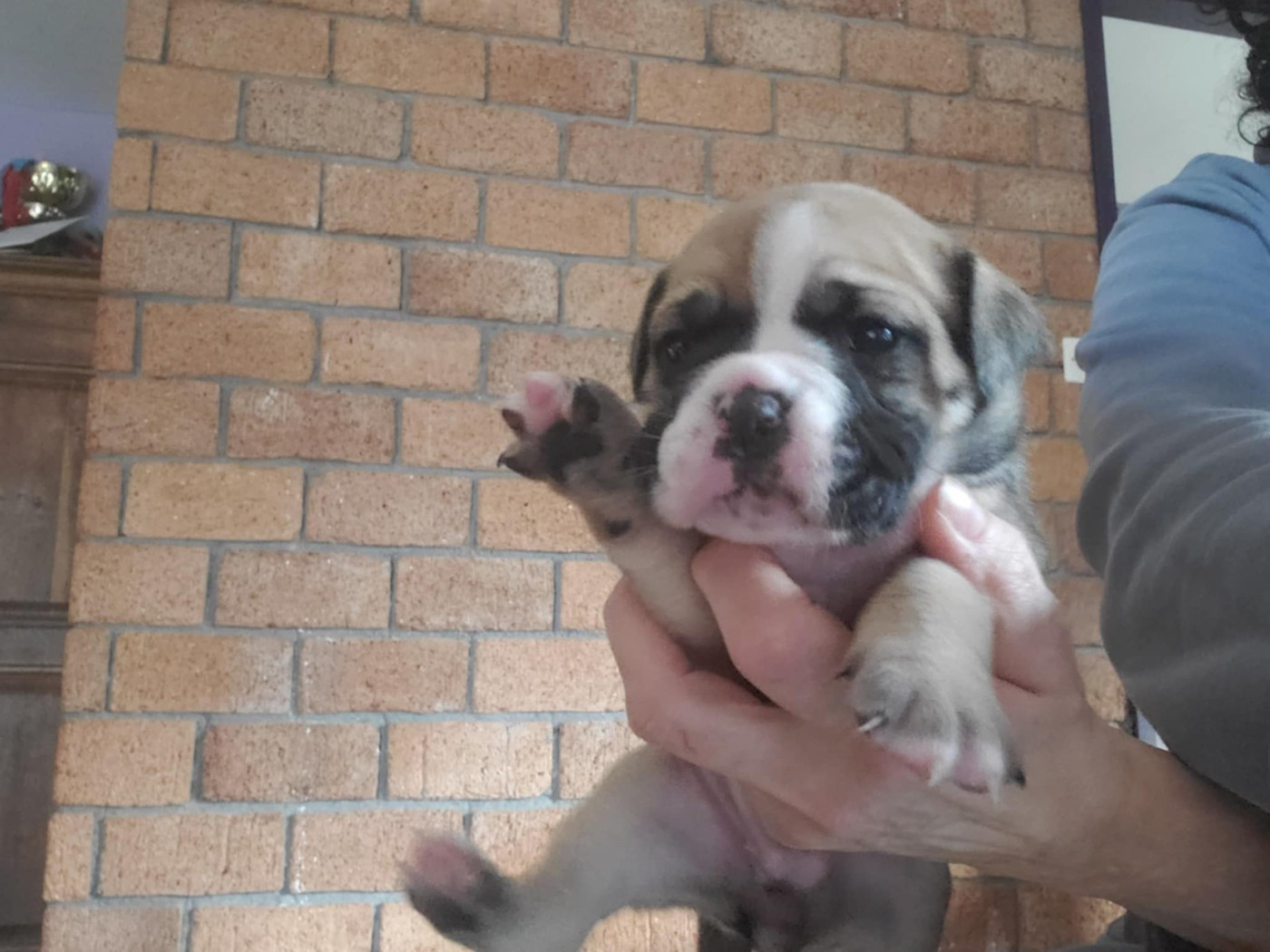 des Chtis Contis - Chiots disponibles - Bulldog continental