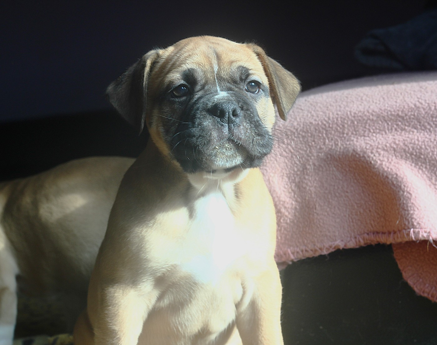 des Chtis Contis - Chiots disponibles - Bulldog continental