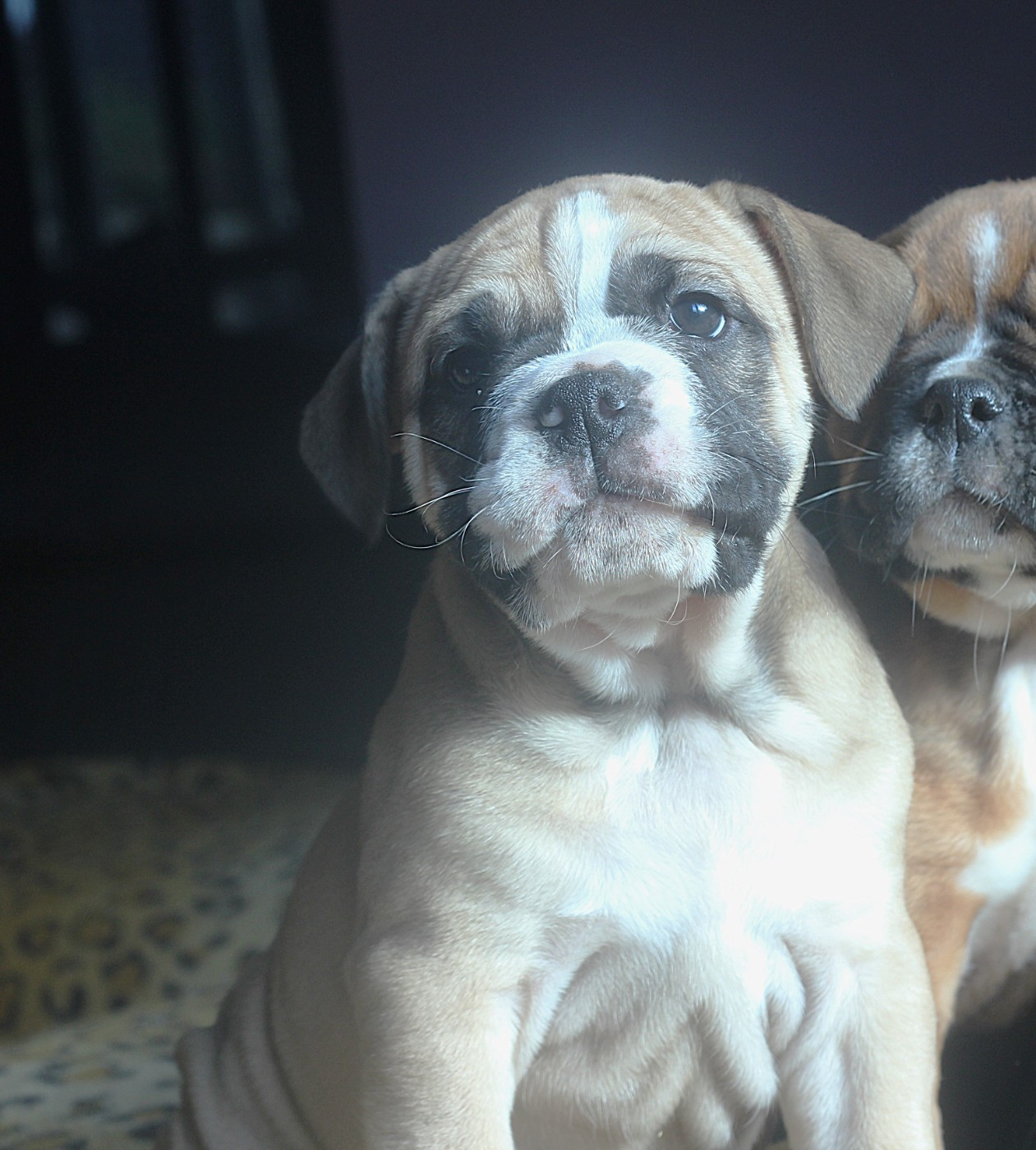 des Chtis Contis - Chiots disponibles - Bulldog continental