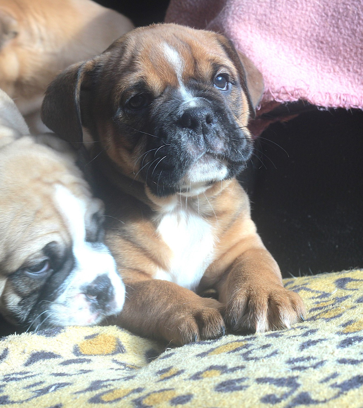 des Chtis Contis - Chiots disponibles - Bulldog continental