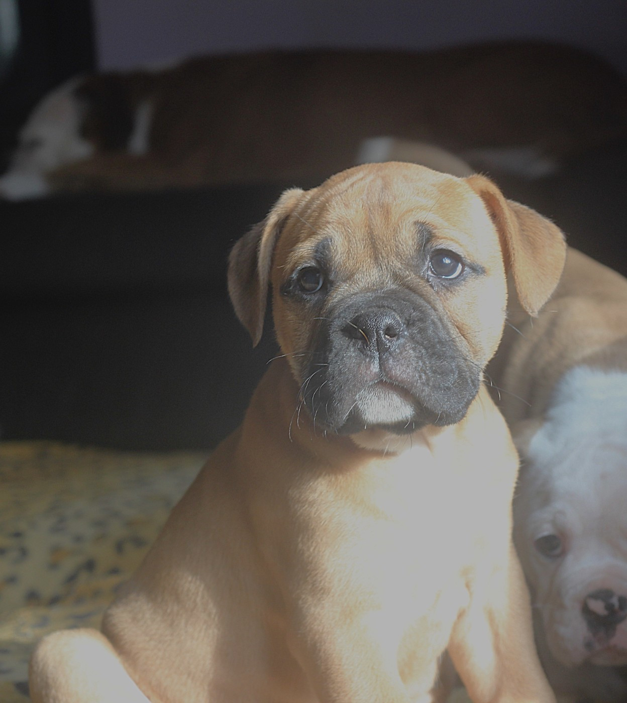 des Chtis Contis - Chiots disponibles - Bulldog continental