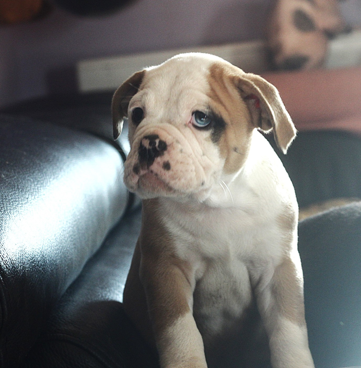 des Chtis Contis - Chiots disponibles - Bulldog continental