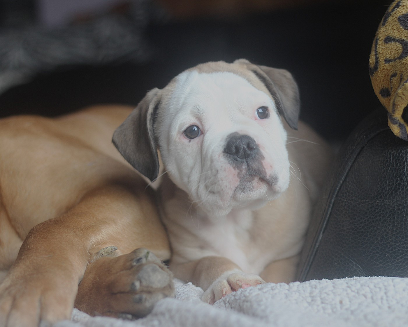 des Chtis Contis - Chiots disponibles - Bulldog continental