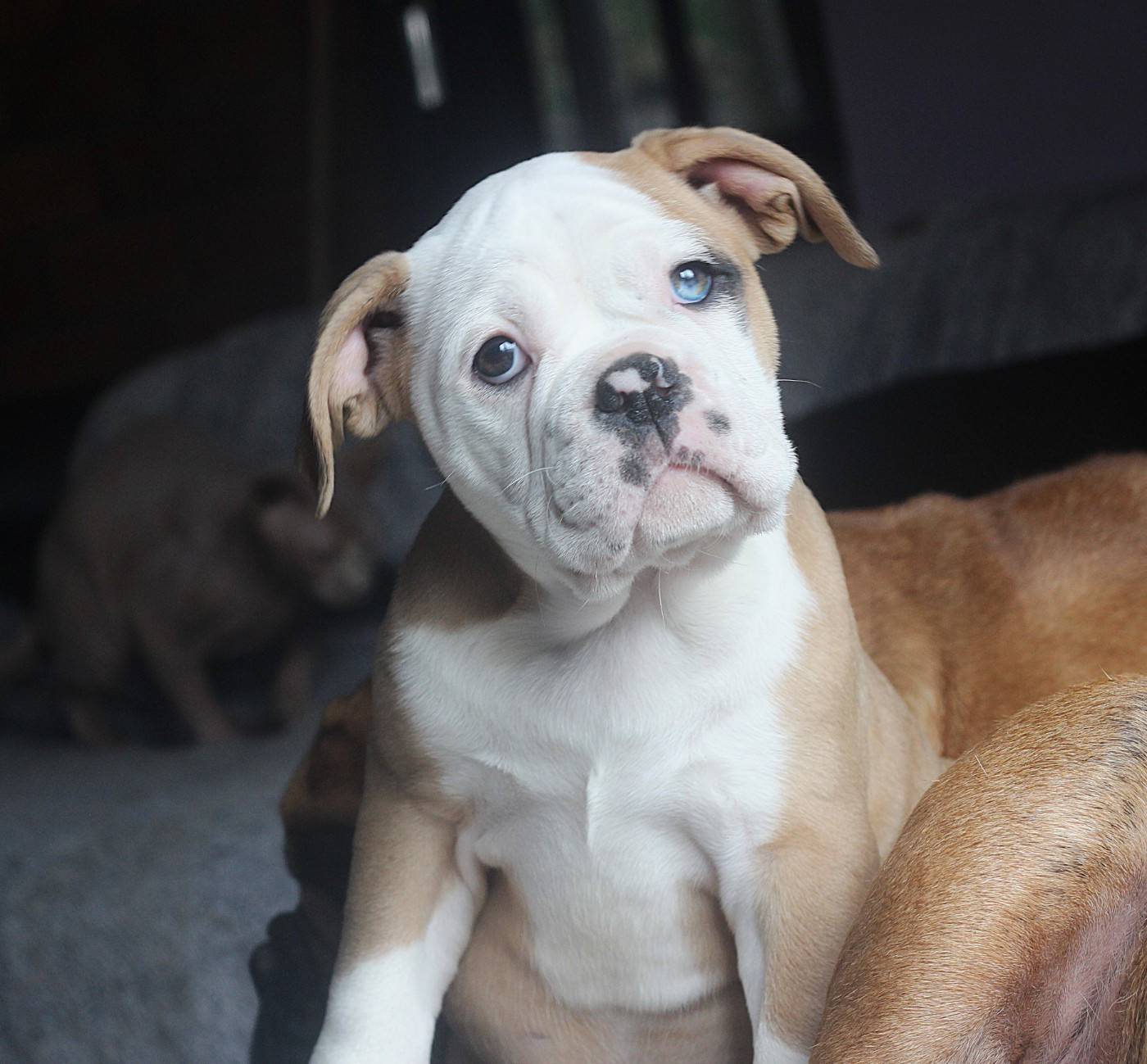 des Chtis Contis - Bulldog continental - Portée née le 25/11/2025