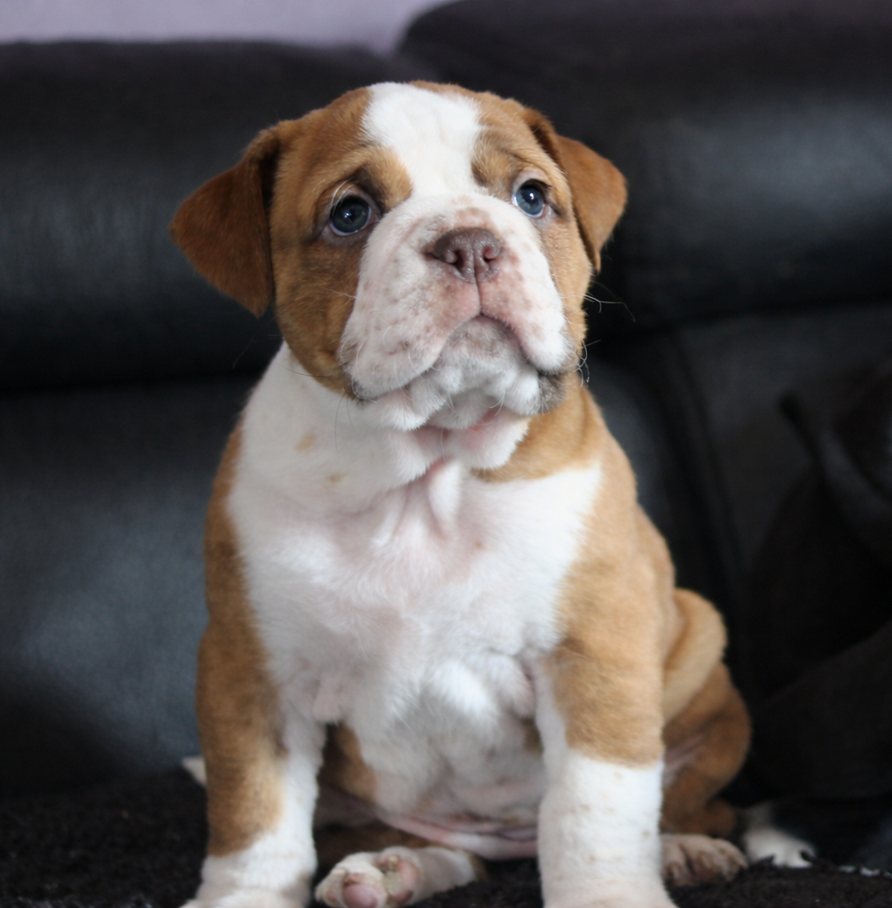des Chtis Contis - Chiots disponibles - Bulldog continental