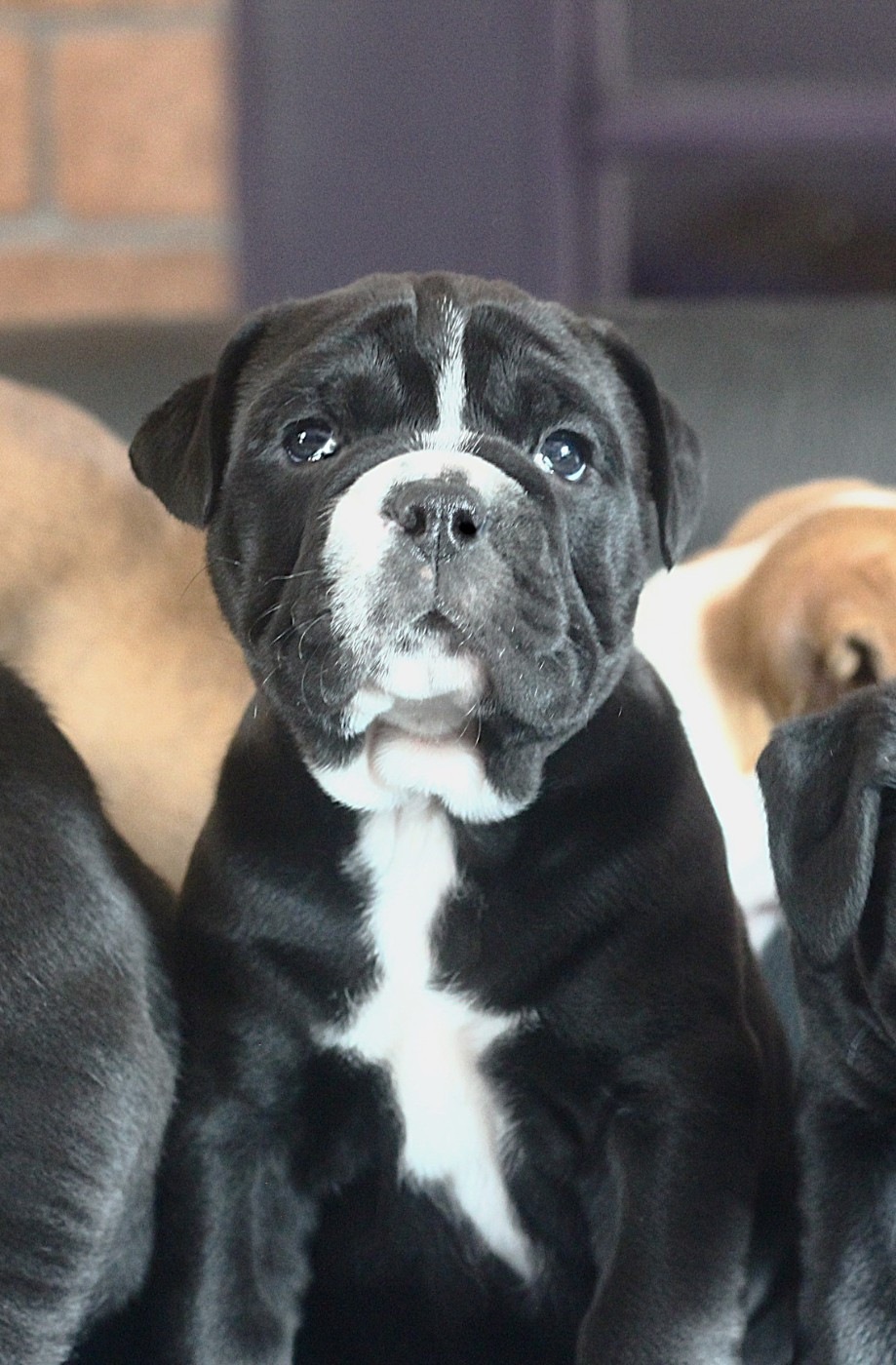 des Chtis Contis - Chiots disponibles - Bulldog continental