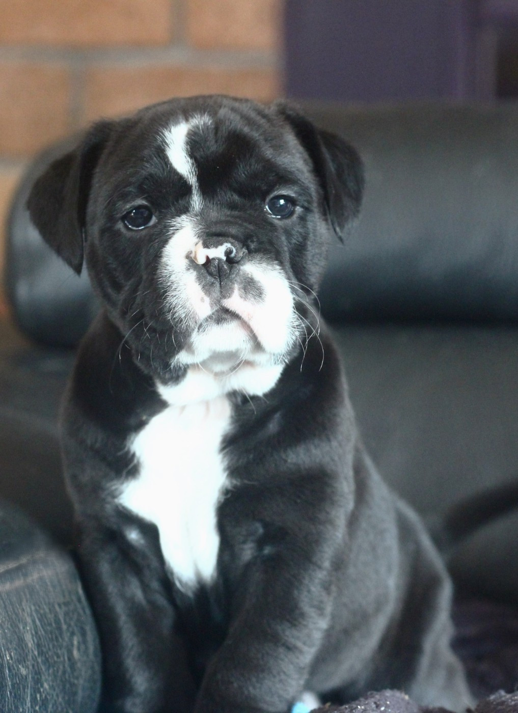 des Chtis Contis - Chiots disponibles - Bulldog continental