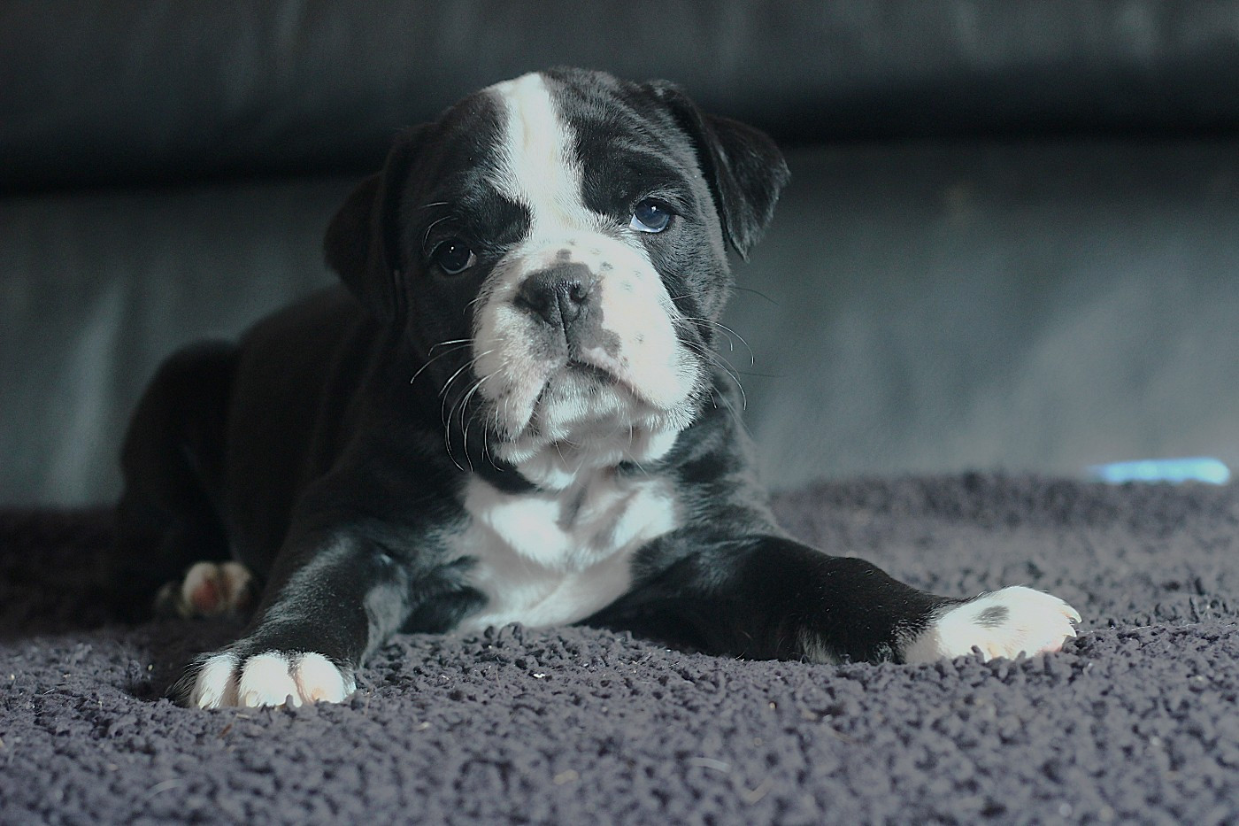 des Chtis Contis - Chiots disponibles - Bulldog continental