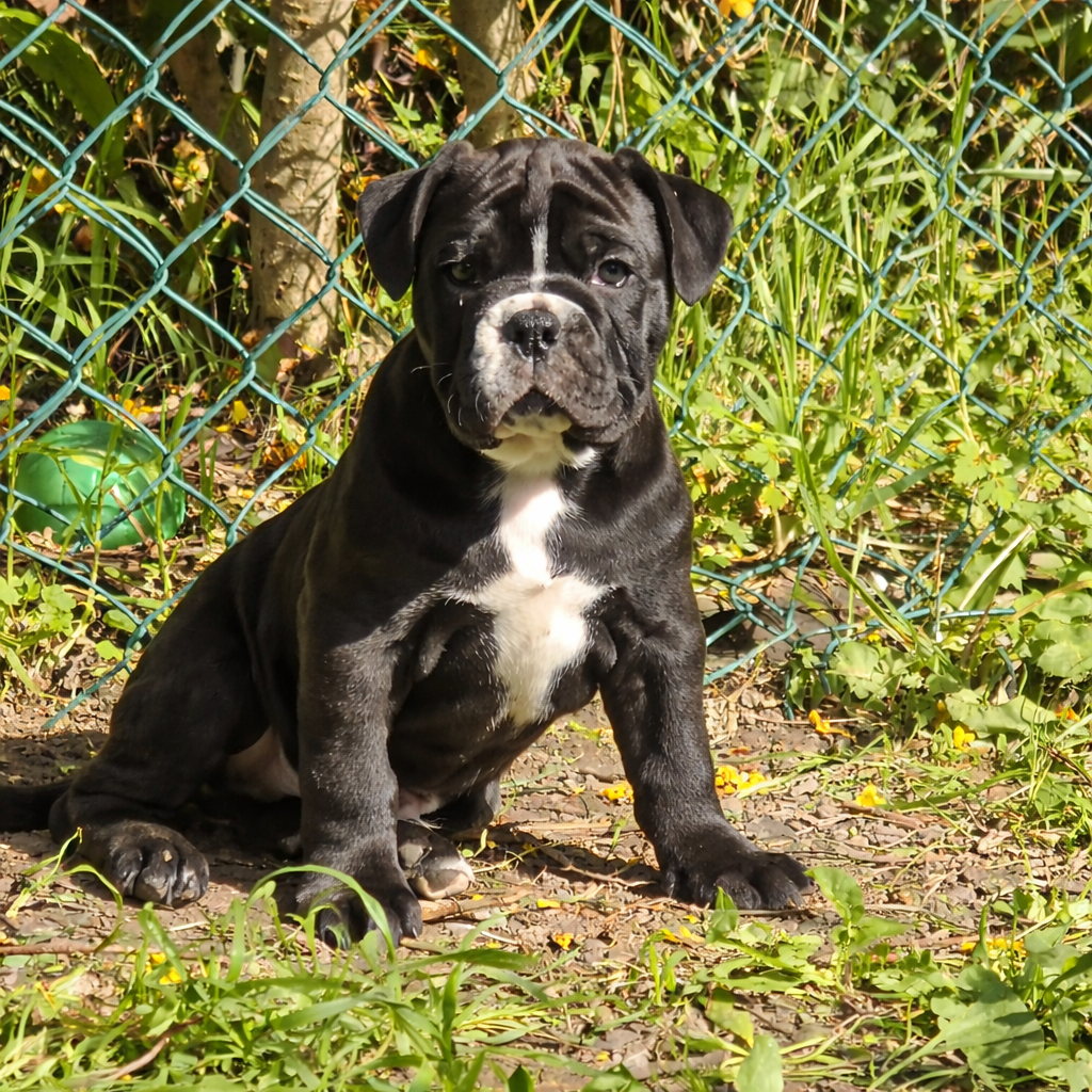 des Chtis Contis - Bulldog continental - Portée née le 14/02/2026