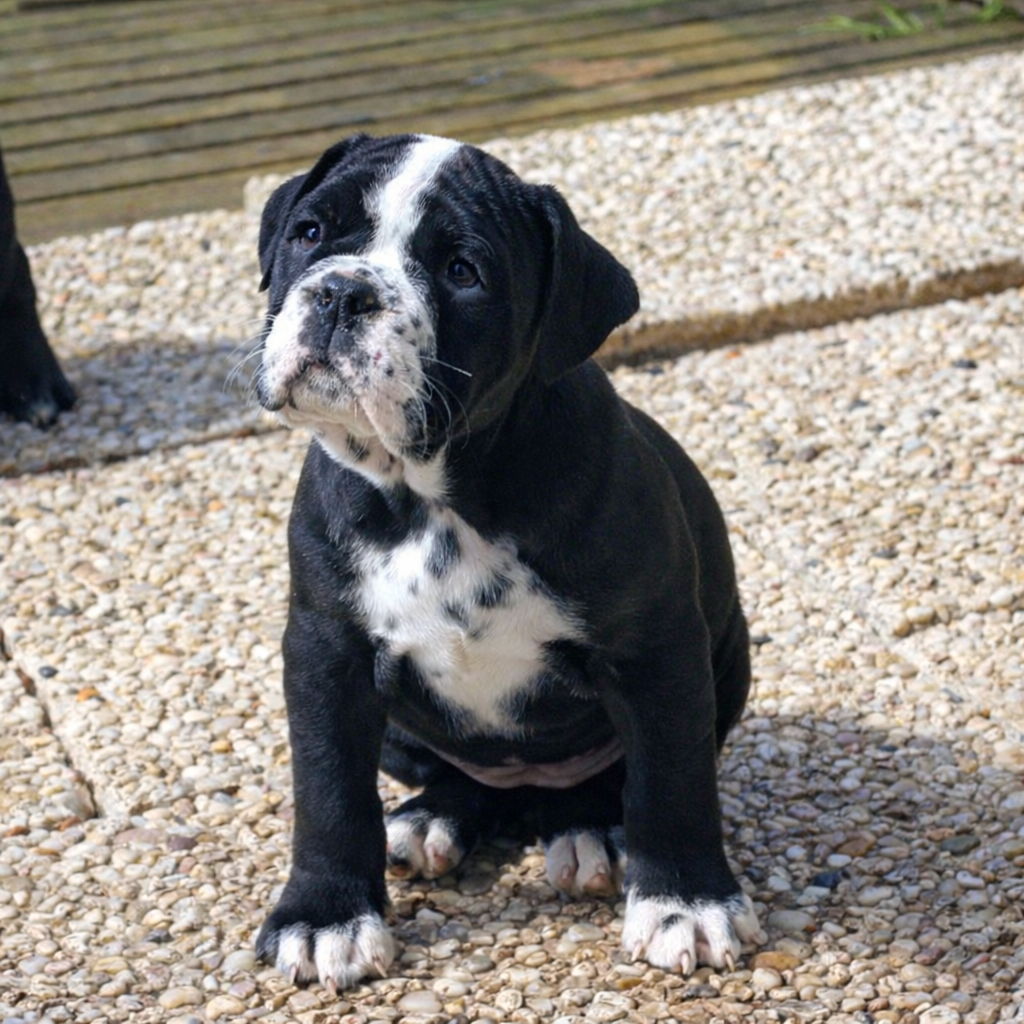 des Chtis Contis - Chiots disponibles - Bulldog continental