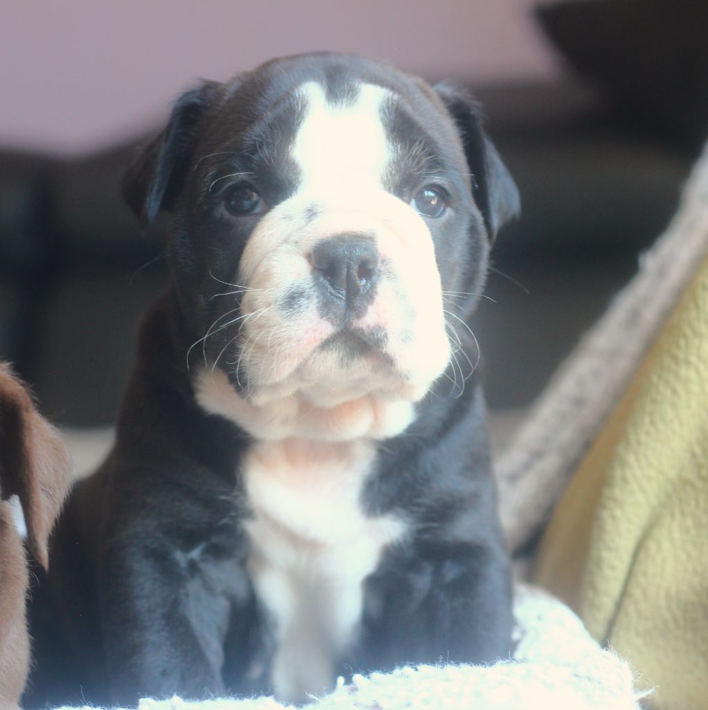 des Chtis Contis - Chiots disponibles - Bulldog continental